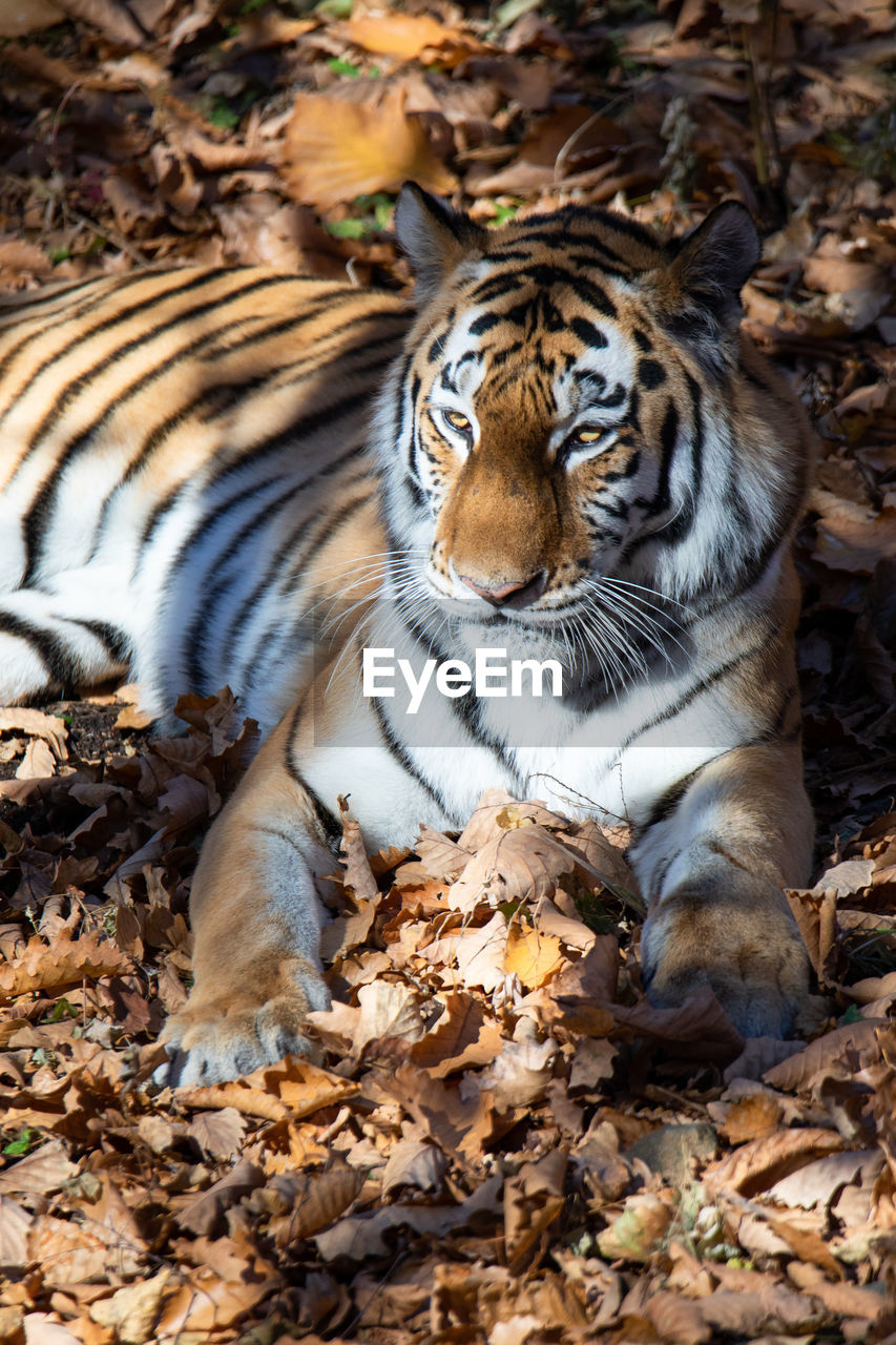 tiger, animal, animal themes, feline, animal wildlife, big cat, mammal, wildlife, cat, one animal, nature, carnivora, plant part, leaf, no people, portrait, felidae, striped, land, relaxation, looking at camera, forest, carnivore, zoo, outdoors, day, tree, lying down, animal body part