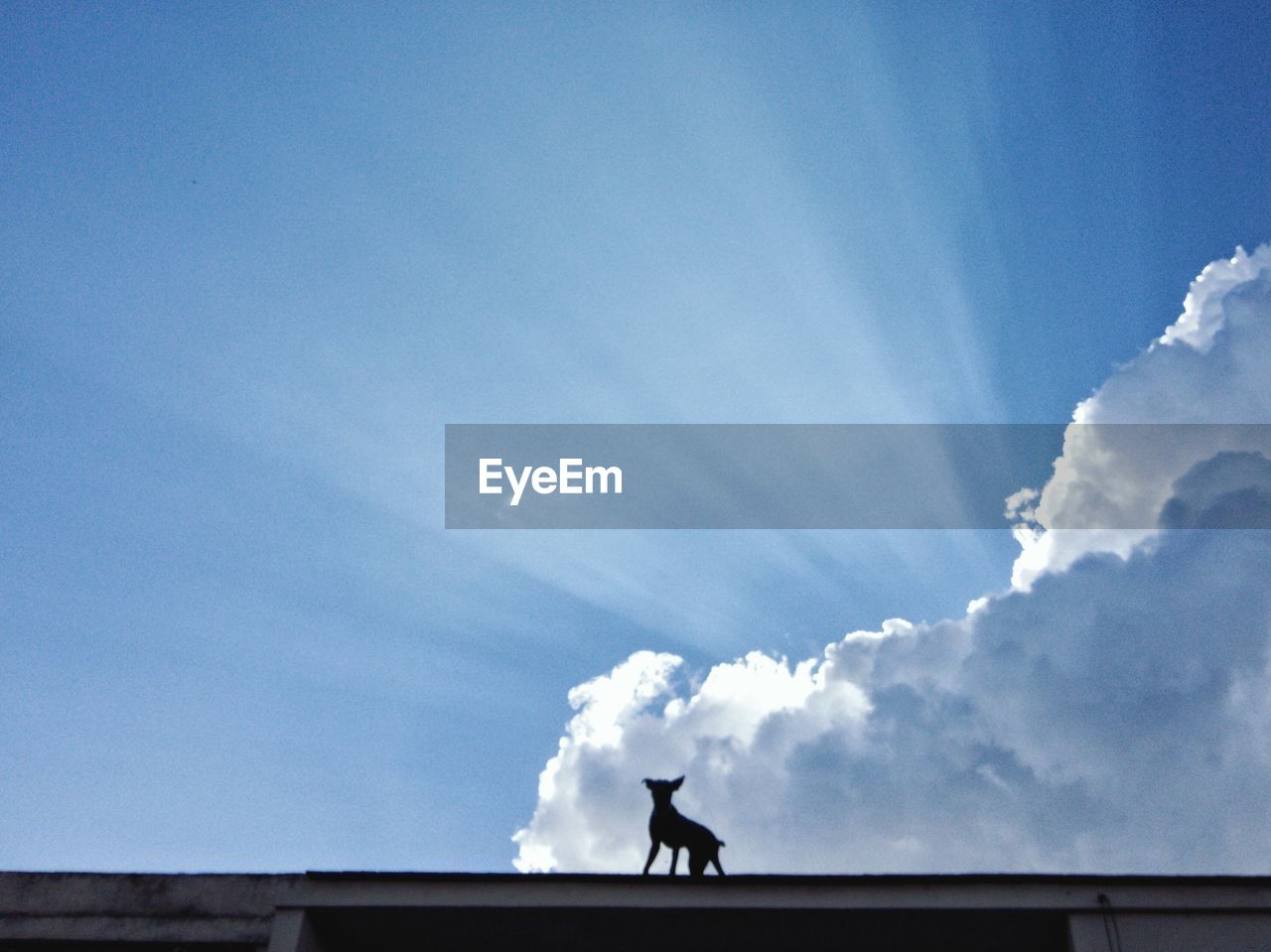 LOW ANGLE VIEW OF SILHOUETTE BIRD ON ROOF AGAINST CLOUDY SKY