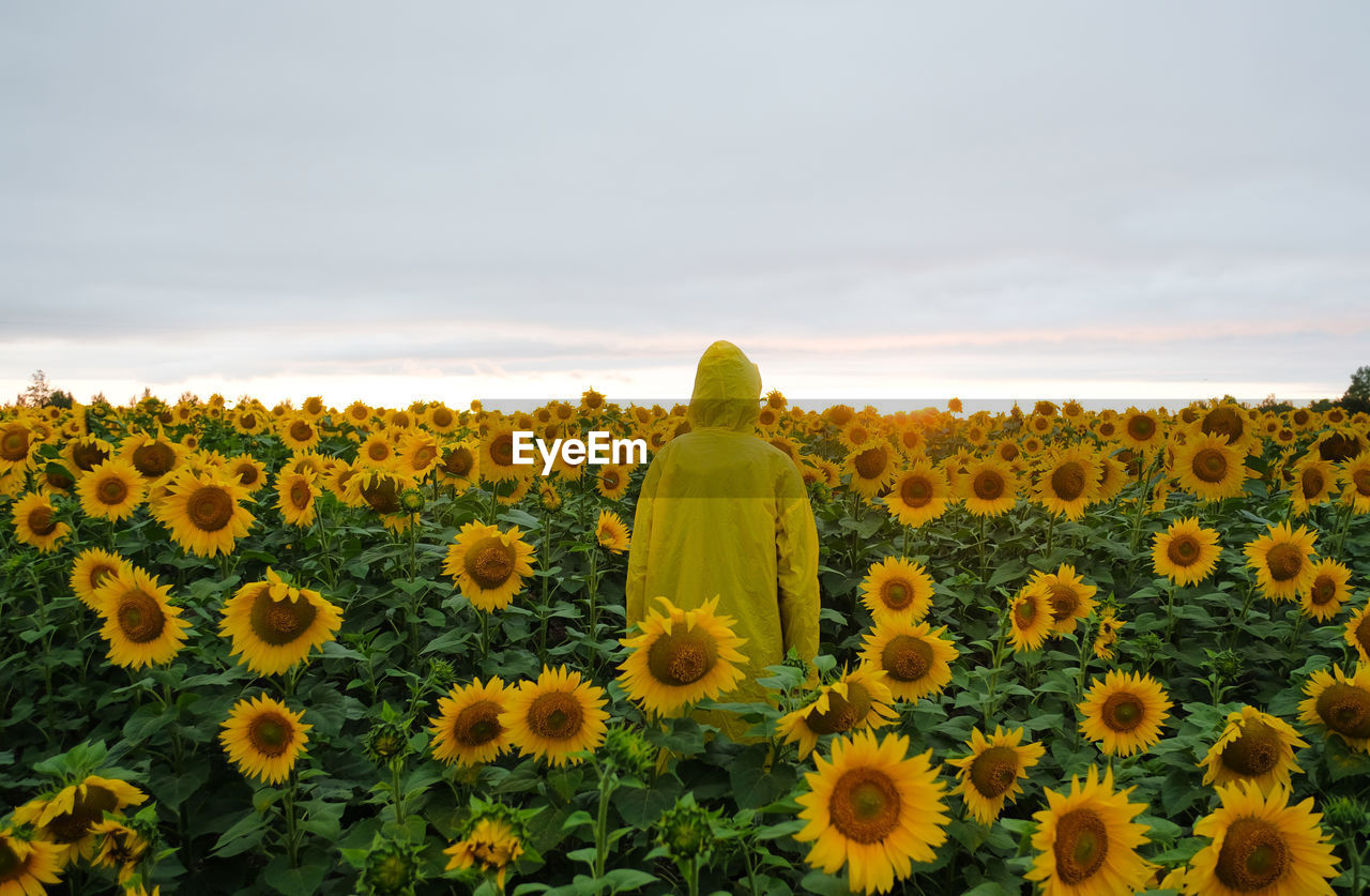 SCENIC VIEW OF SUNFLOWERS ON FIELD AGAINST SKY