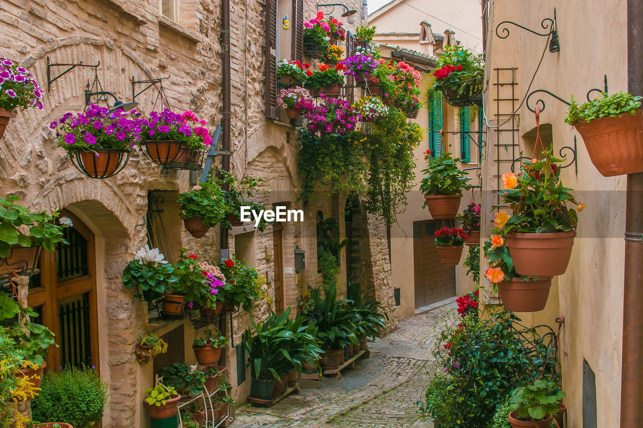 Potted plants on walls of houses in town