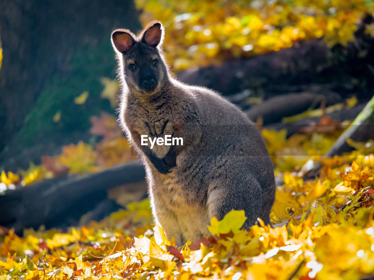 Close-up of a wallaby