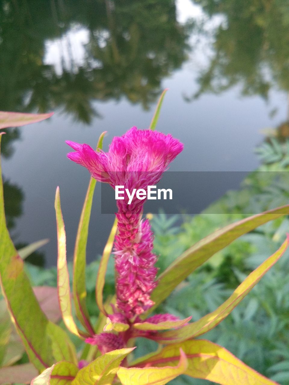 CLOSE-UP OF PINK FLOWERING PLANT AGAINST WATER