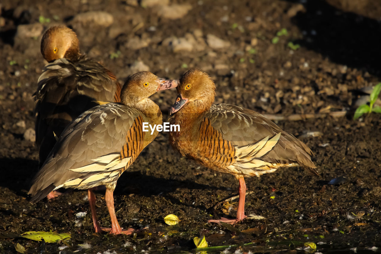 View of plumed-whistling ducks on field in sunlight