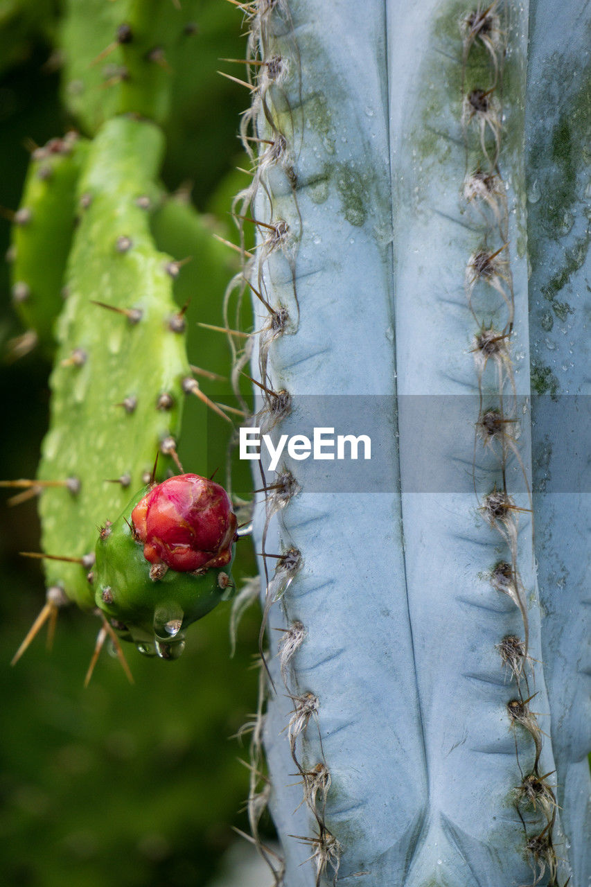 plant, food, cactus, food and drink, fruit, thorns, spines, and prickles, healthy eating, nature, growth, leaf, no people, flower, close-up, thorn, macro photography, green, tree, freshness, beauty in nature, day, plant stem, outdoors, prickly pear, succulent plant, produce, wellbeing, nopal, branch, red, plant part, agriculture, focus on foreground, spiked, environment, san pedro cactus, berry, land