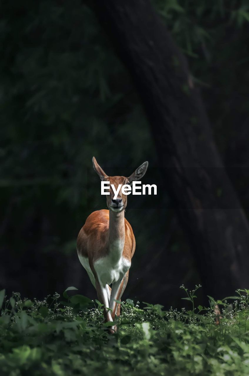 DEER STANDING ON A TREE