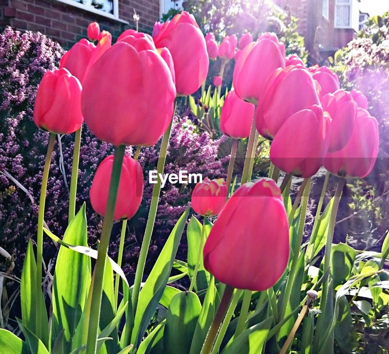 RED TULIPS BLOOMING IN PARK