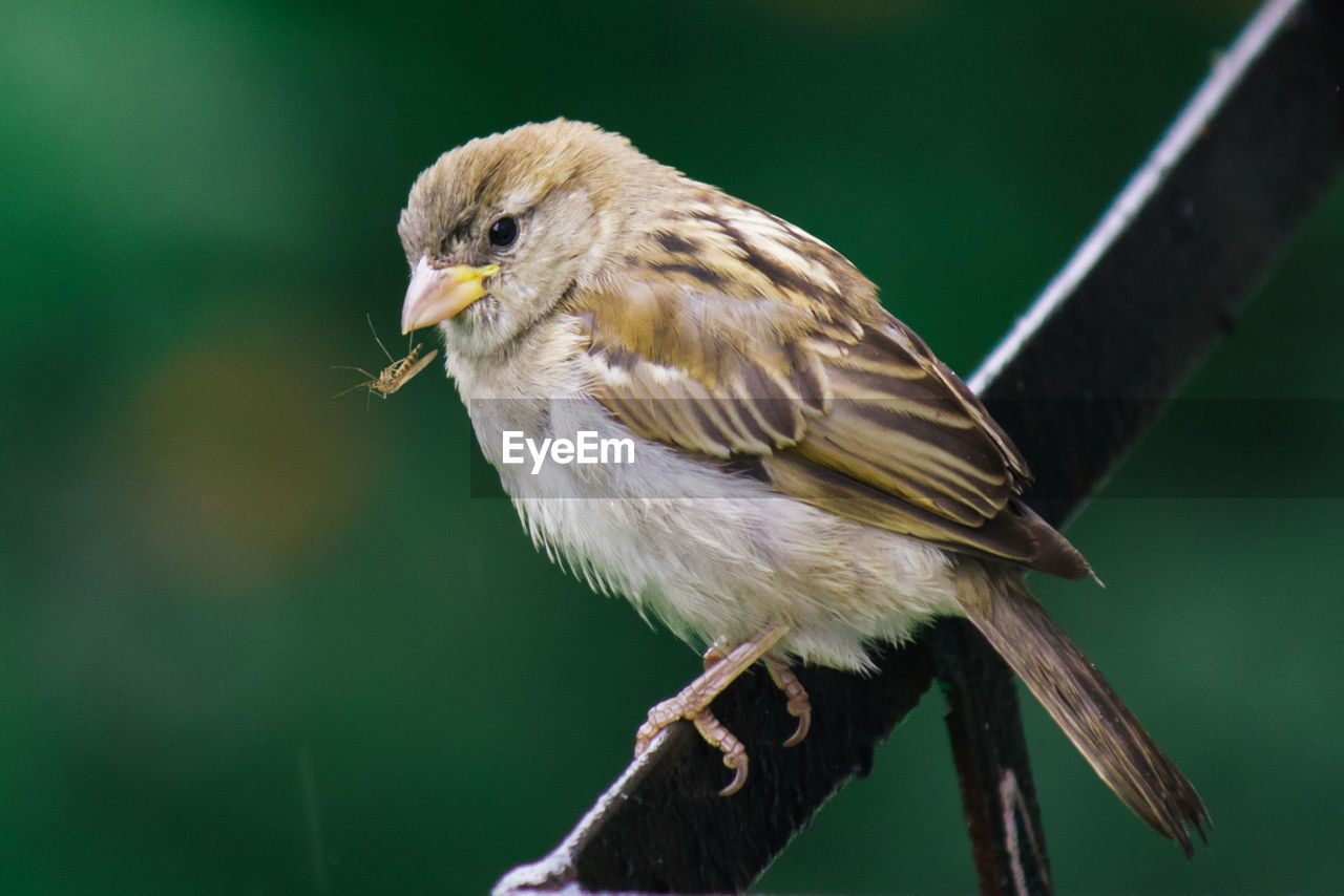 Close-up of sparrow perching on railing