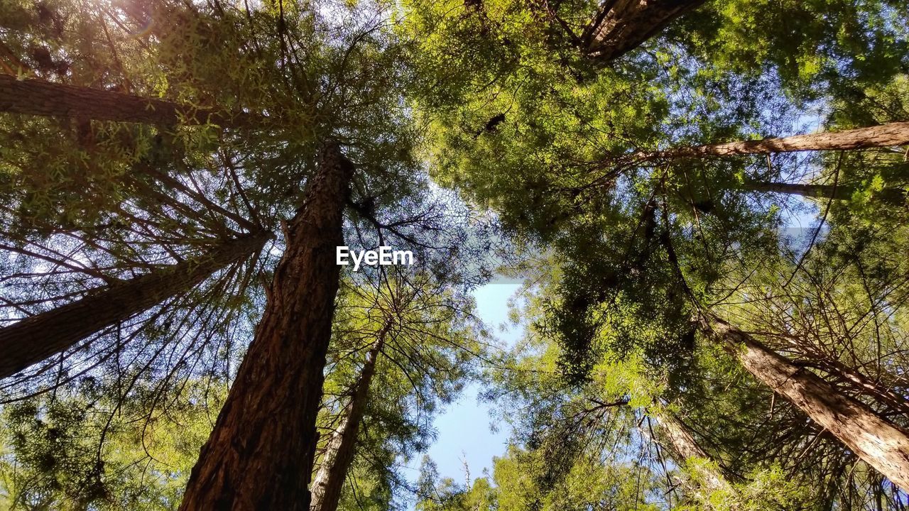 LOW ANGLE VIEW OF PINE TREES
