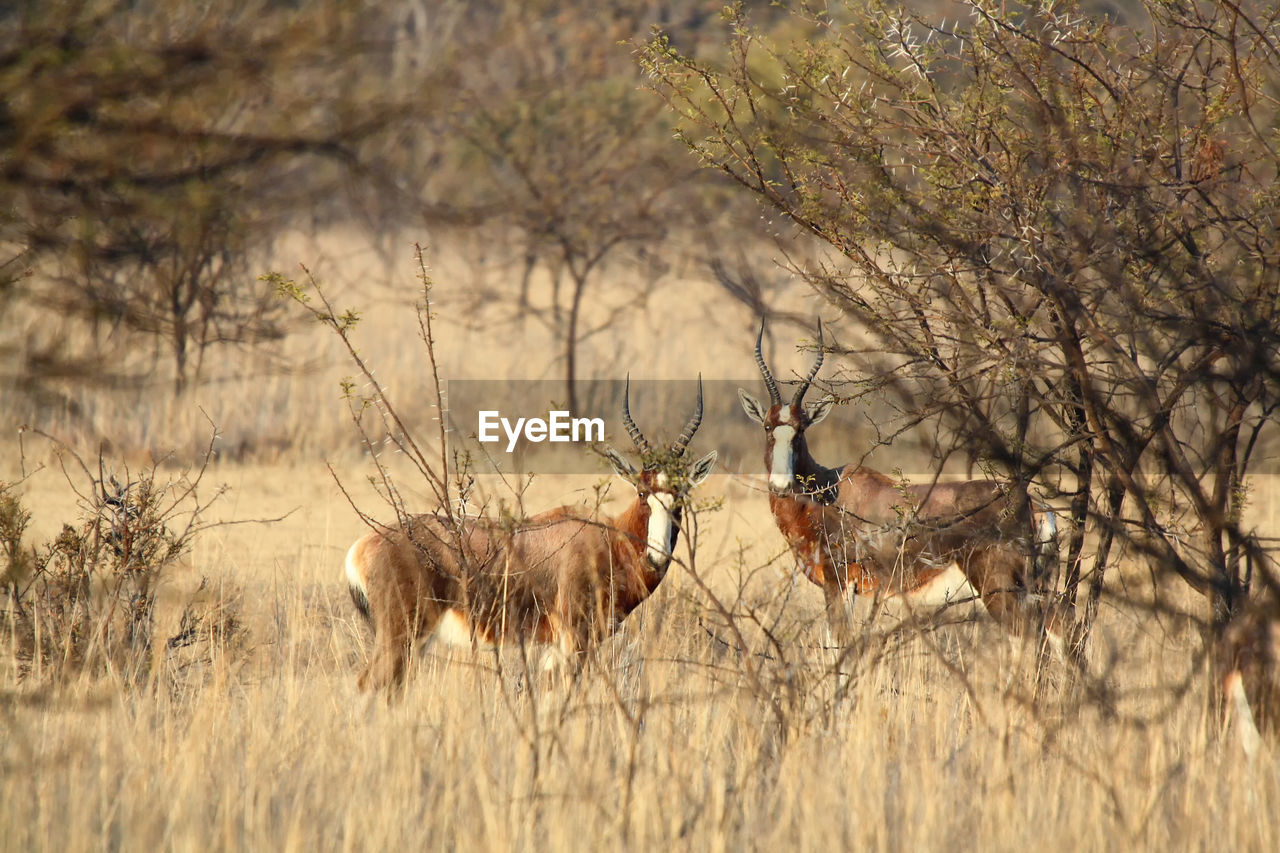 Blesbok  in south africa