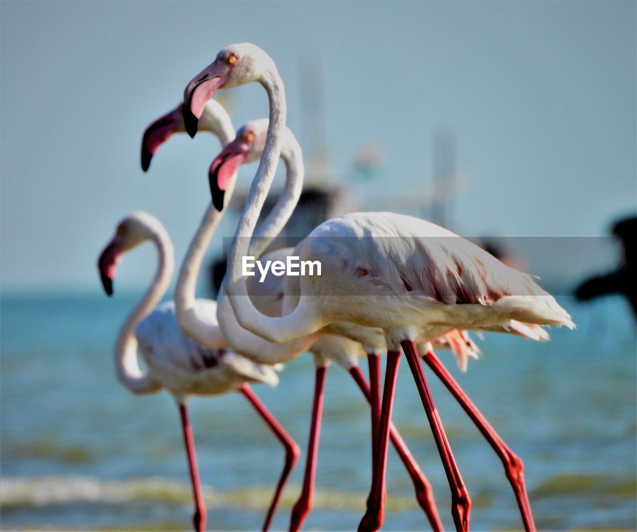 Flock of greater flamingos