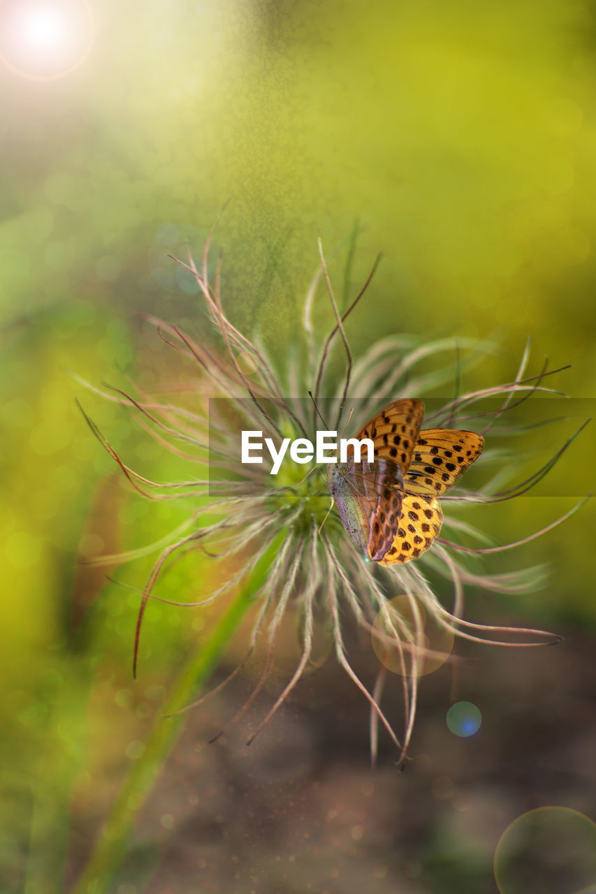 A gentle butterfly on a bright warm spring morning.