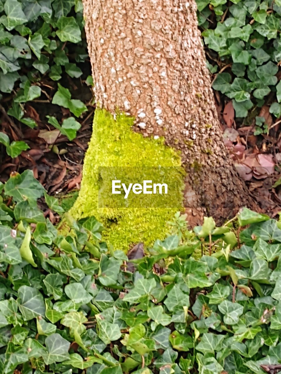 DIRECTLY ABOVE SHOT OF FRESH GREEN LEAVES ON TREE TRUNK