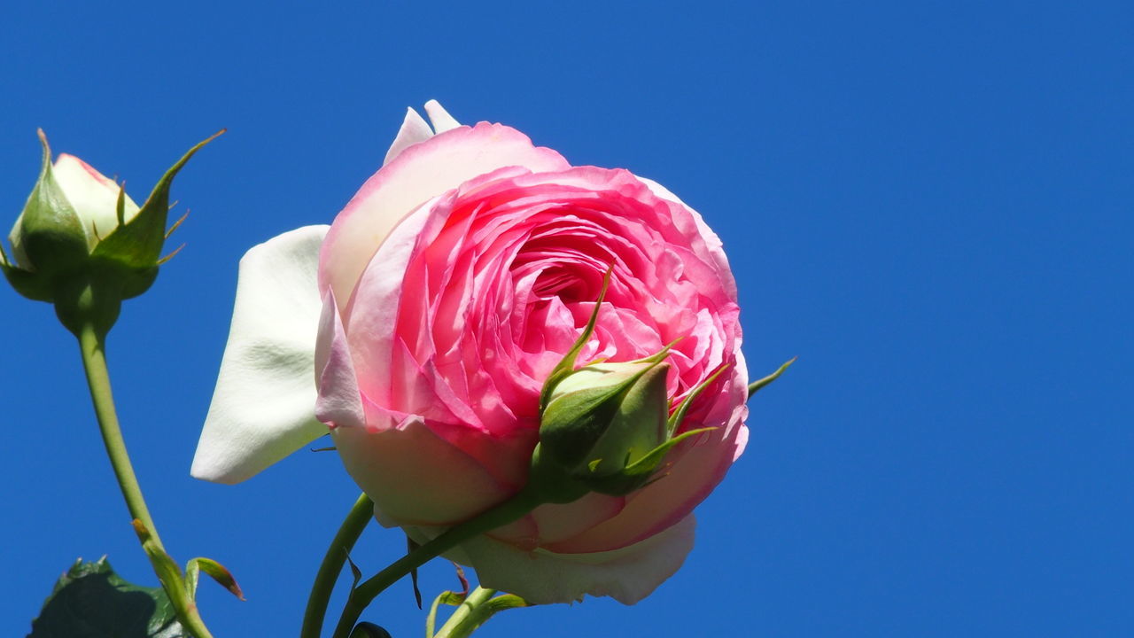 LOW ANGLE VIEW OF PINK ROSE AGAINST BLUE SKY