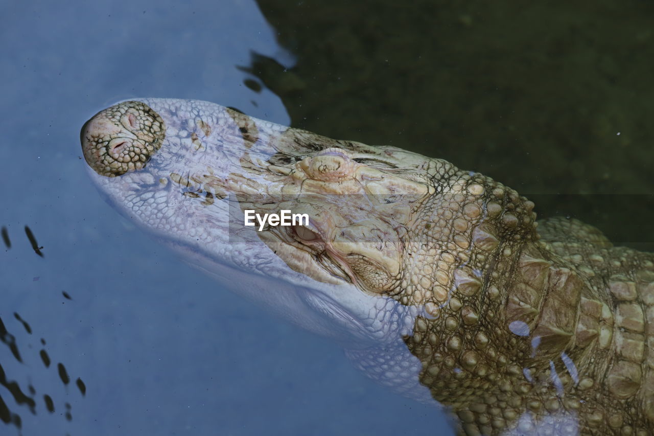 Closeup portrait of albino alligator head in water