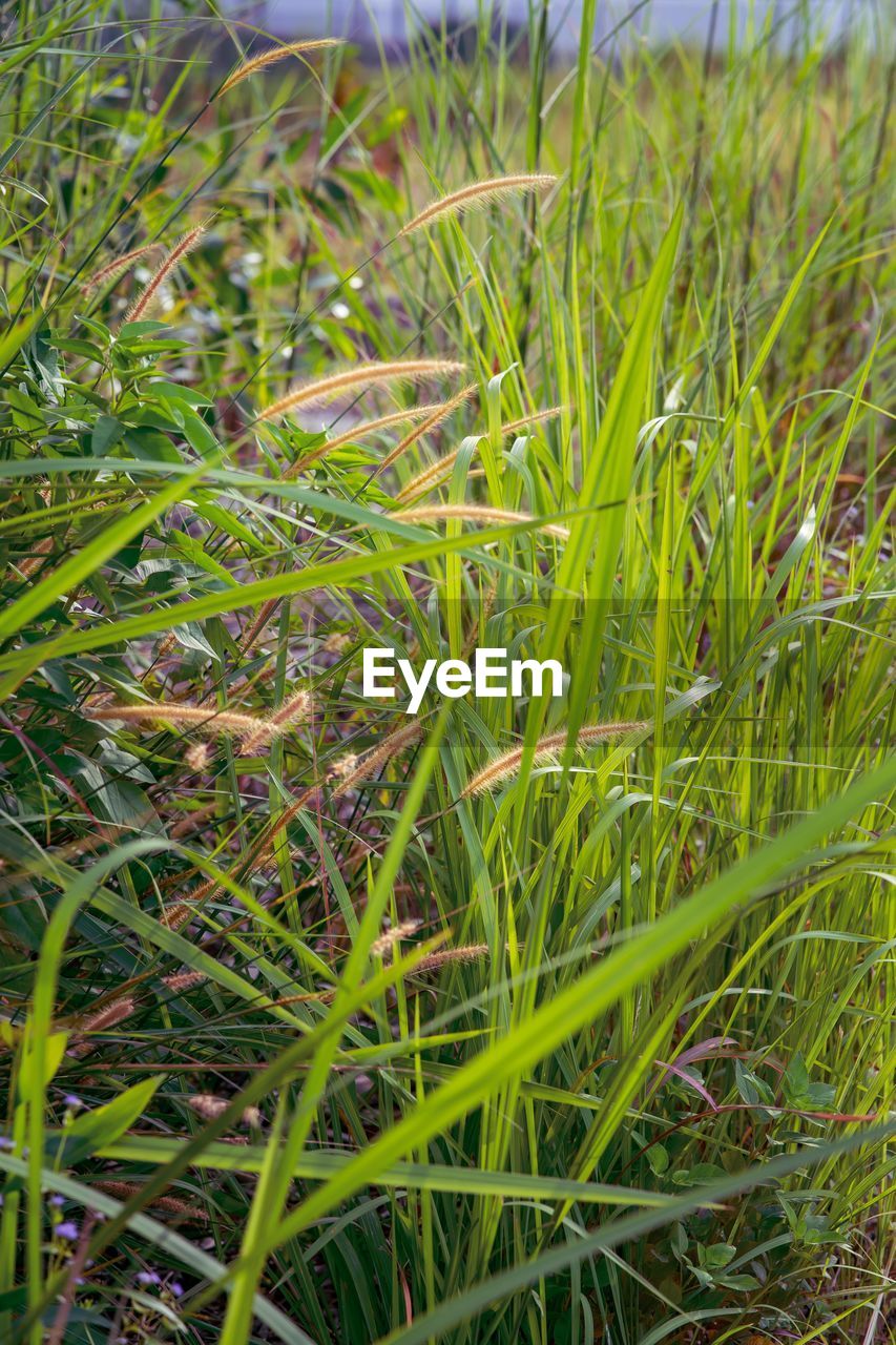 FULL FRAME SHOT OF PLANTS