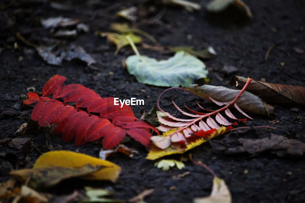 High angle view of autumn leaves on field