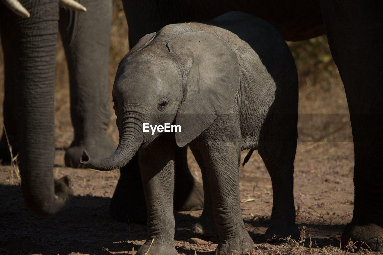 Close-up of elephants on dirt road