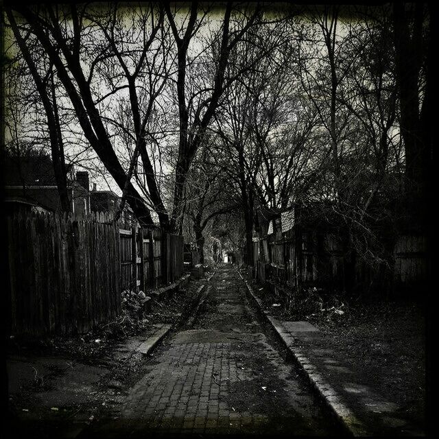 ROAD ALONG BARE TREES