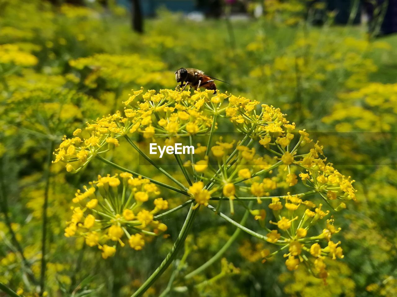 CLOSE-UP OF BUTTERFLY PERCHING ON YELLOW FLOWER