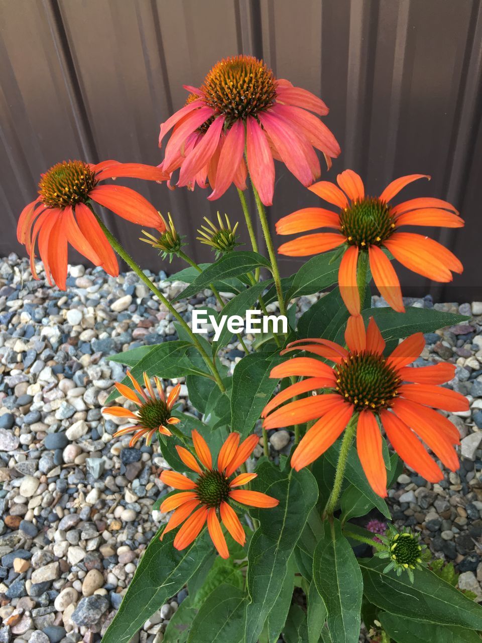 HIGH ANGLE VIEW OF ORANGE FLOWERING PLANT IN PARK