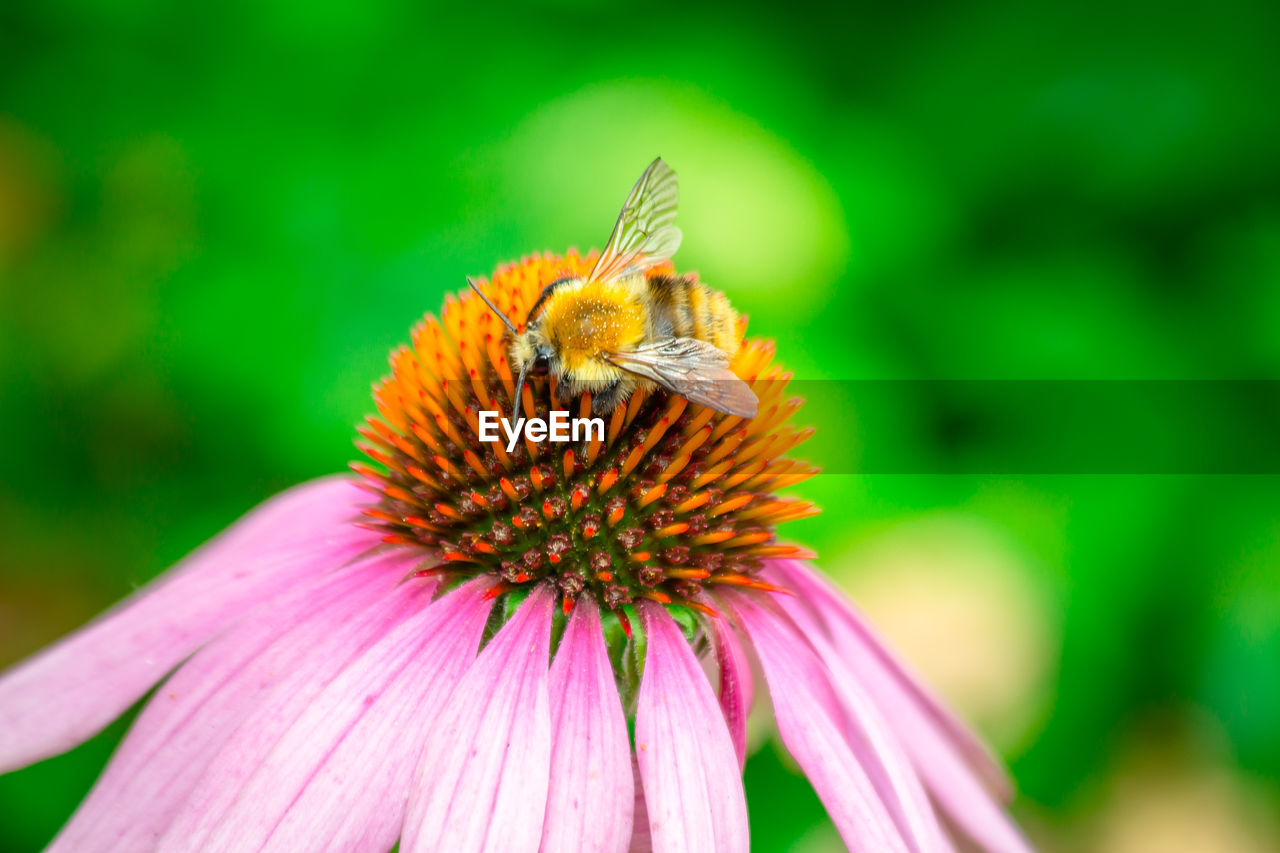 CLOSE-UP OF HONEY BEE ON PURPLE FLOWER