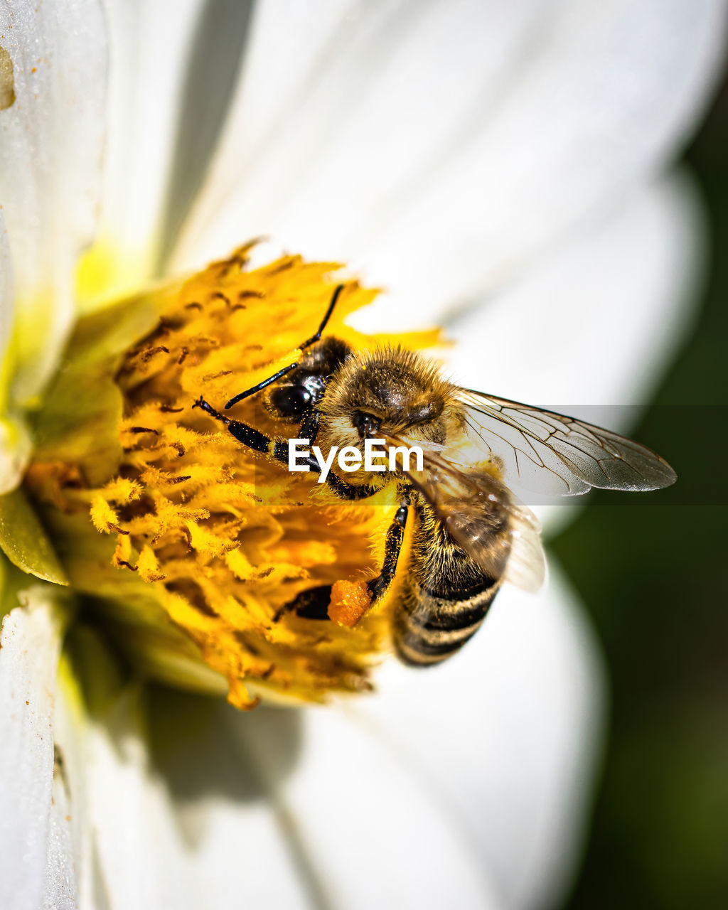 CLOSE-UP OF HONEY BEE ON FLOWER