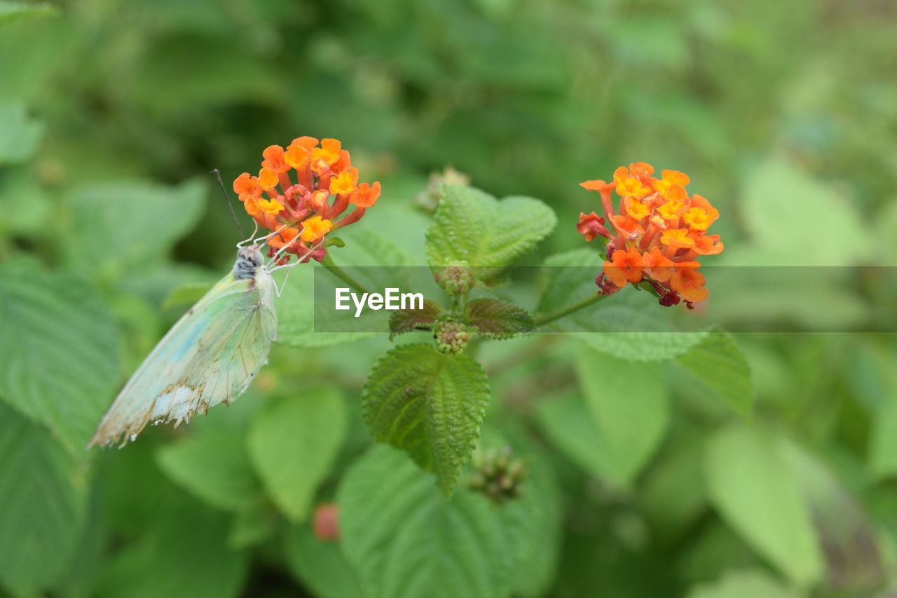 High angle view of moth on orange flowering plants growing in garden