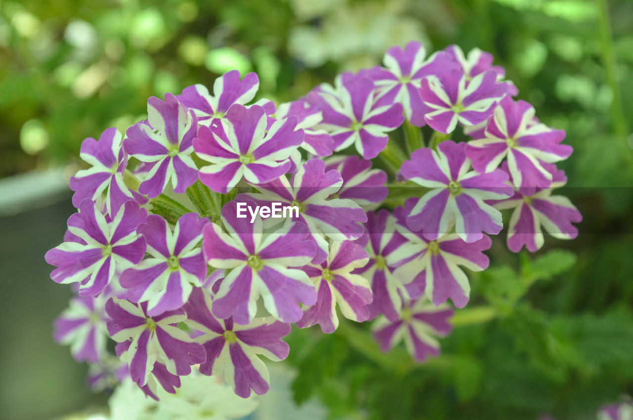 CLOSE-UP OF PURPLE FLOWERS