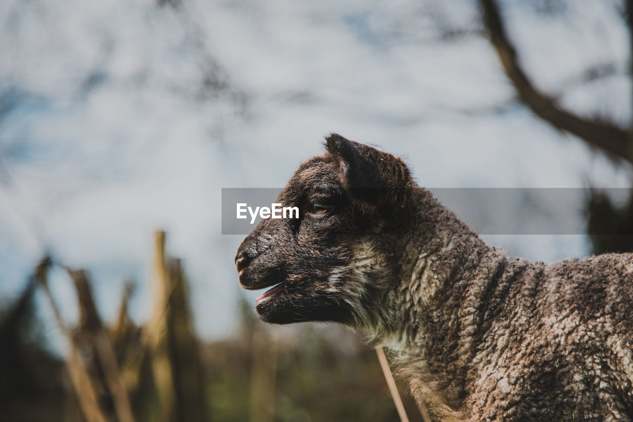 CLOSE-UP OF A DOG LOOKING AWAY OUTDOORS