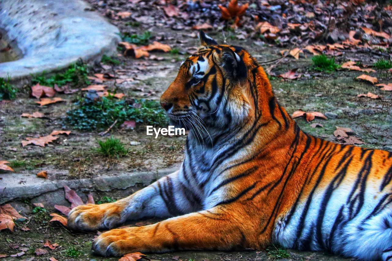 CAT SITTING ON A FIELD