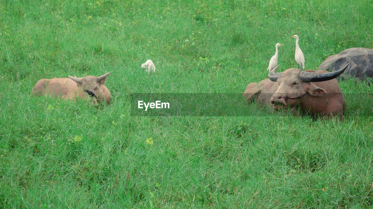 DEER IN A FIELD