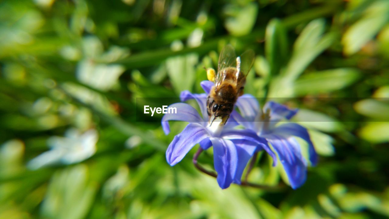 CLOSE-UP OF HONEY BEE POLLINATING ON PURPLE FLOWER