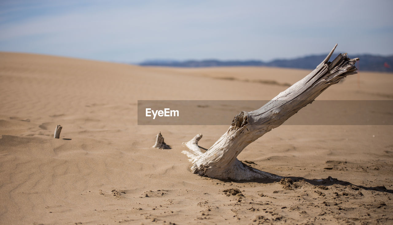 Driftwood on sand at beach against sky