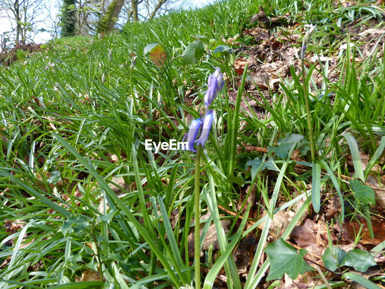 CLOSE-UP OF FLOWERS IN FIELD