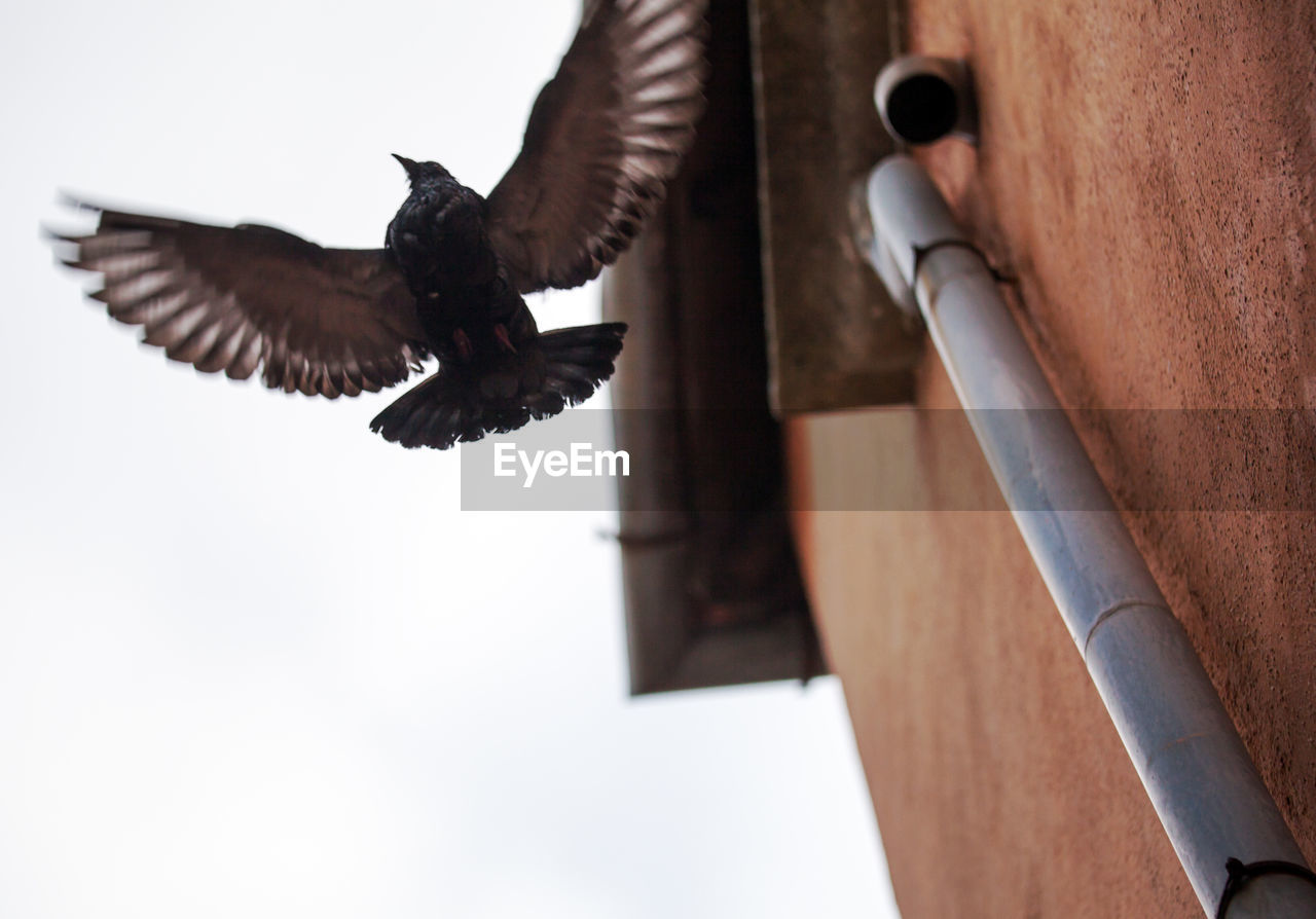 Low angle view of bird flying in sky