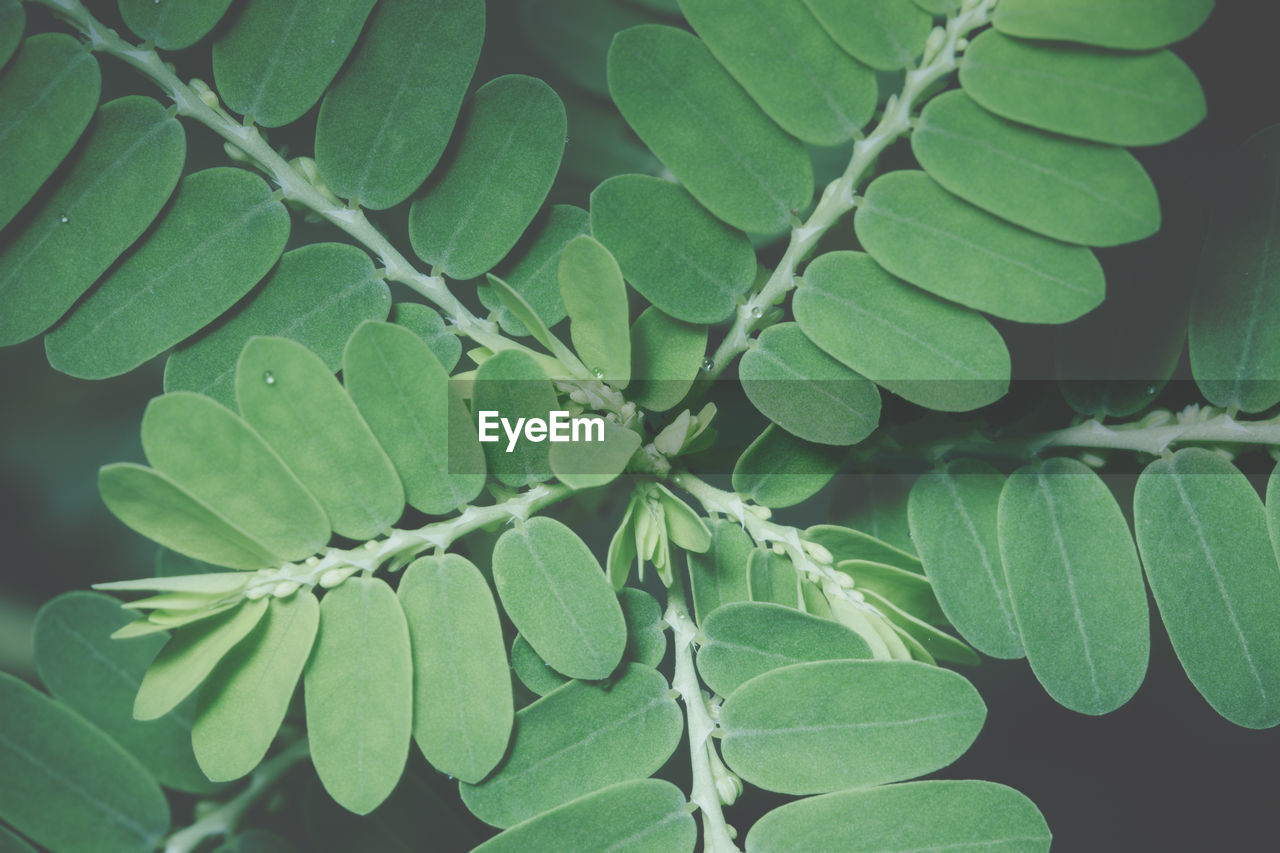 High angle view of fresh green leaves