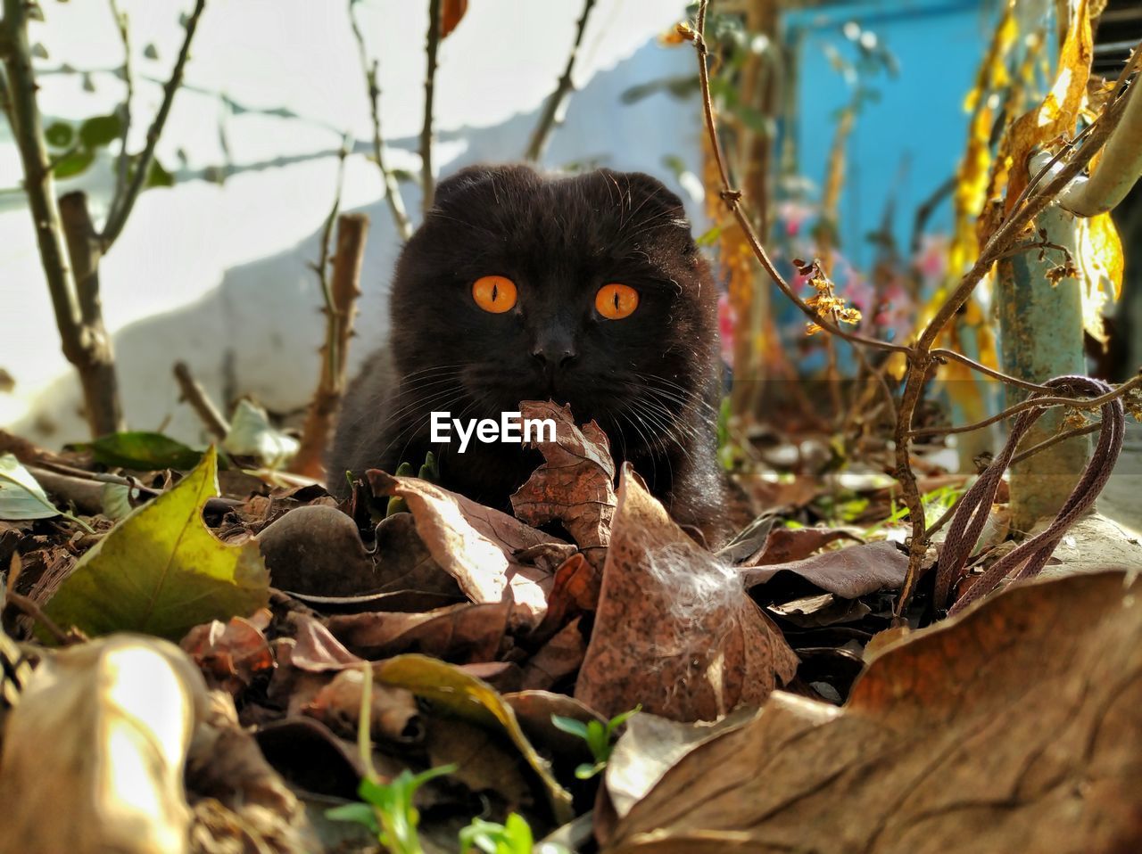 CLOSE-UP PORTRAIT OF AN ANIMAL