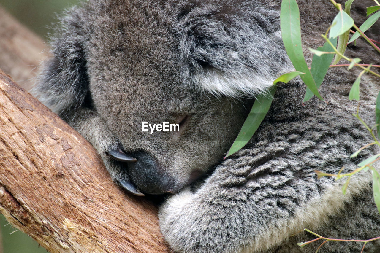 CLOSE-UP OF A SLEEPING