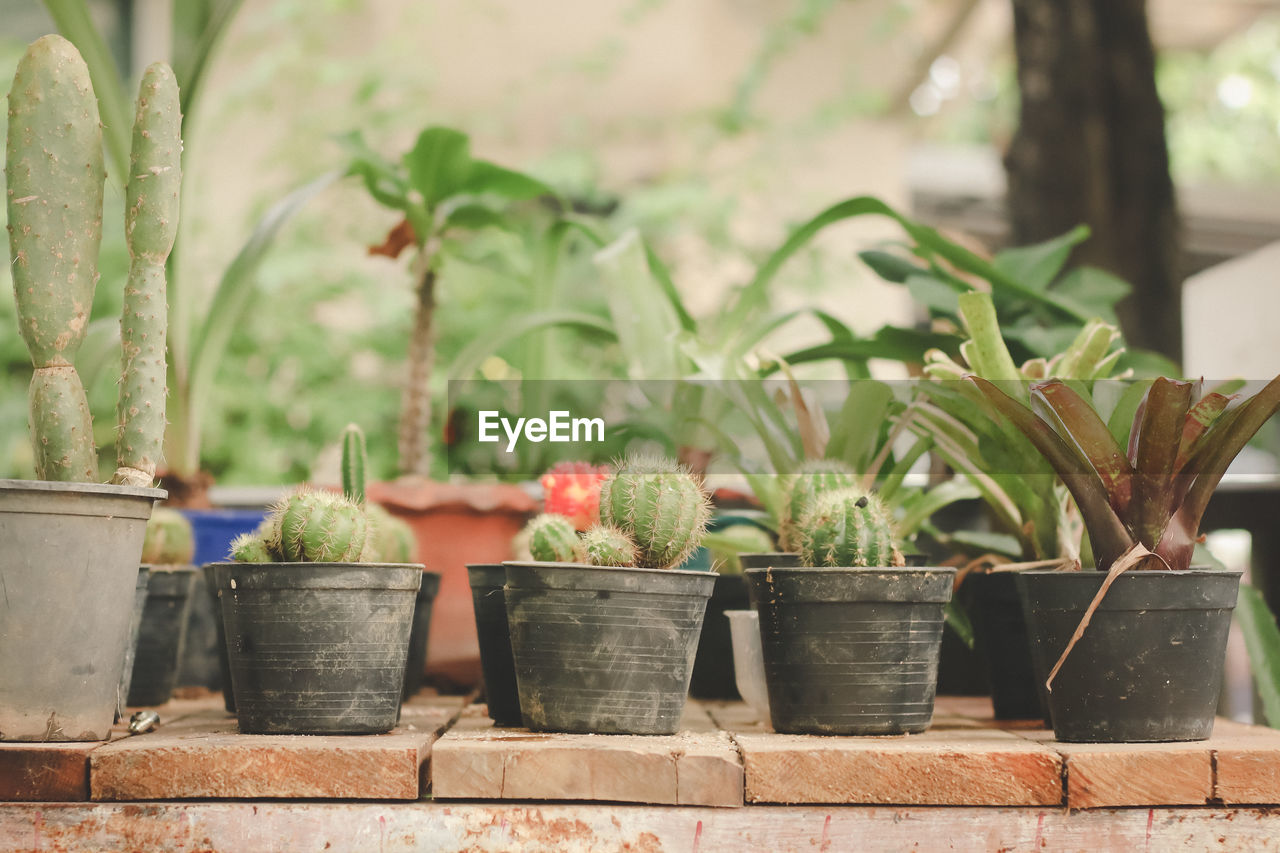 POTTED PLANTS AT YARD