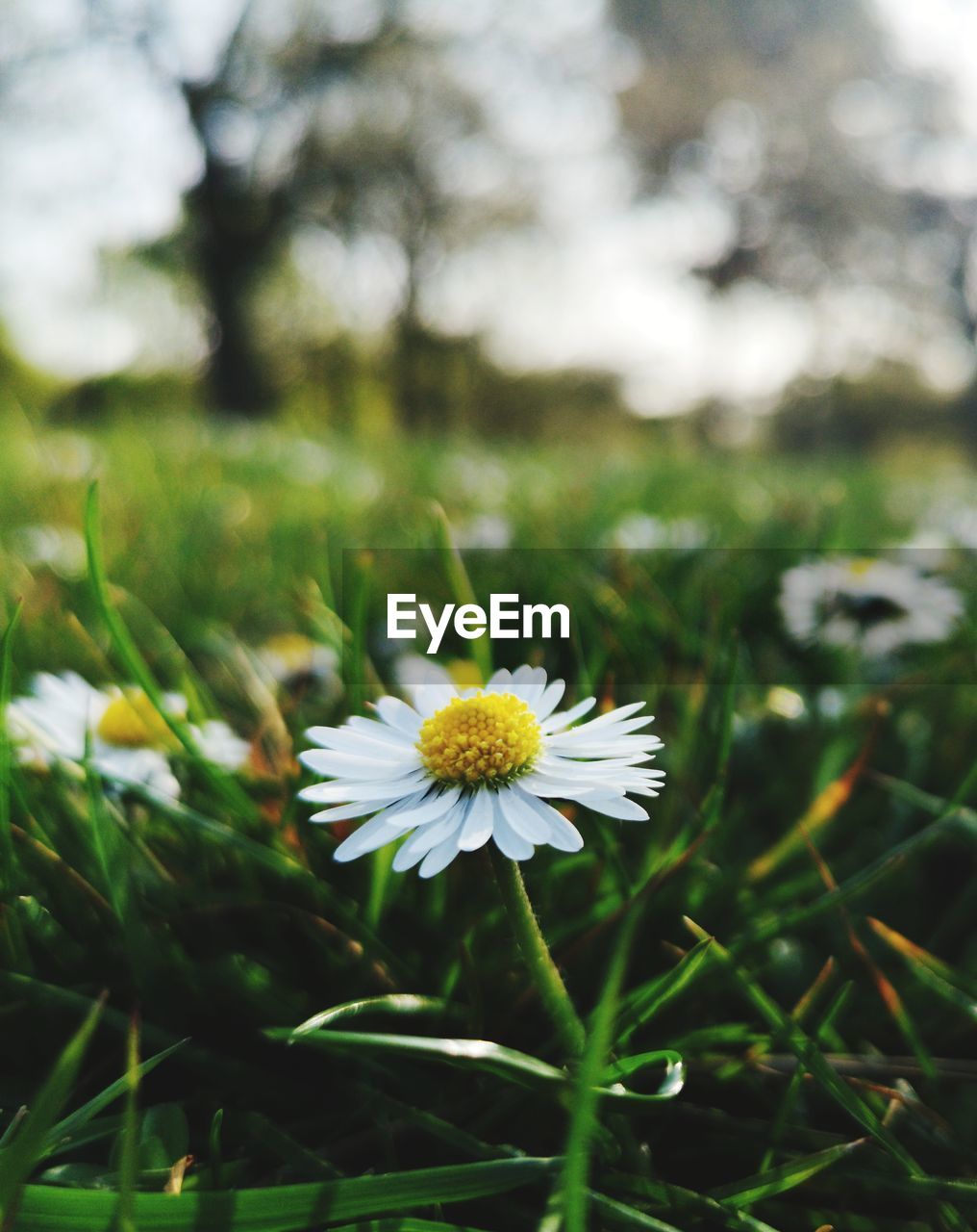 Close-up of white daisy flower on field