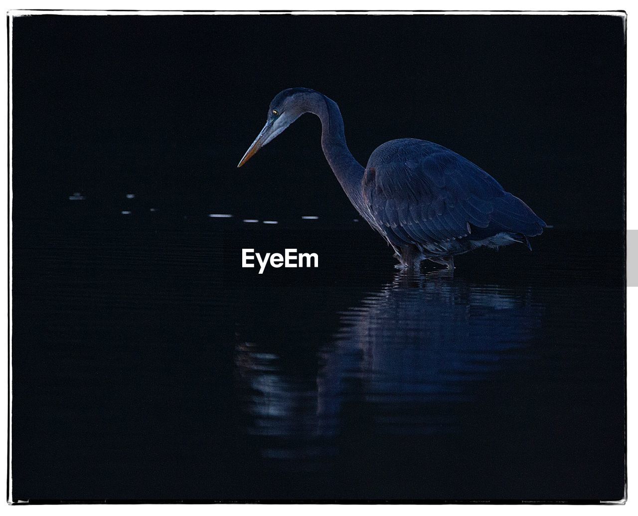 CLOSE-UP OF GRAY HERON ON LAKE