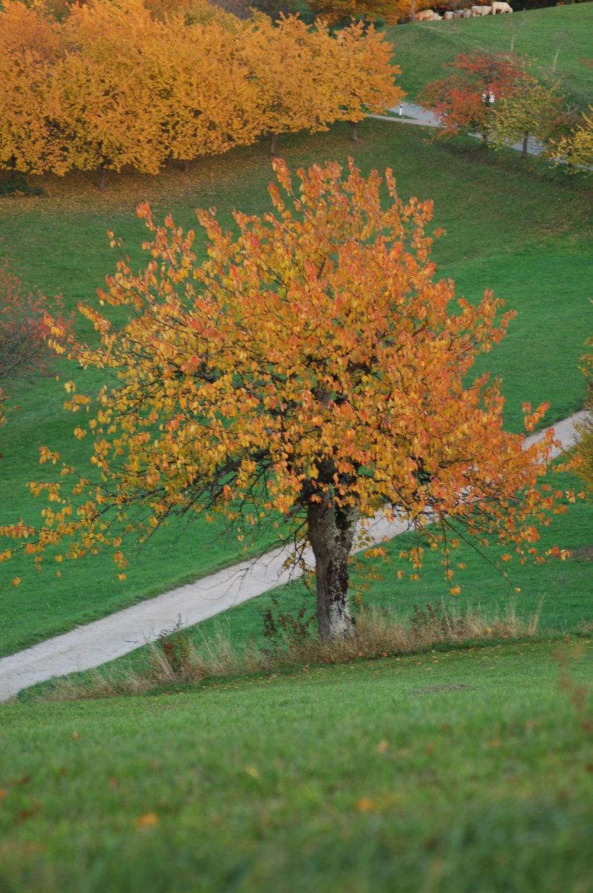 Autumn trees on grassy field