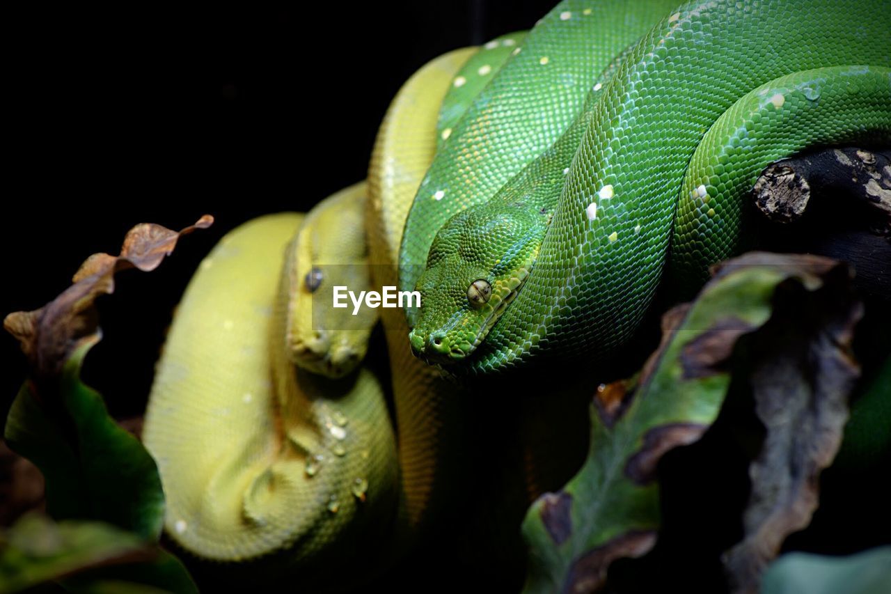 Close-up of green snake