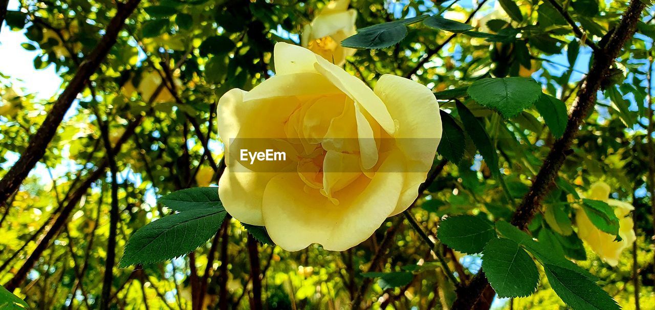CLOSE-UP OF FRESH YELLOW ROSE FLOWER IN SPRING