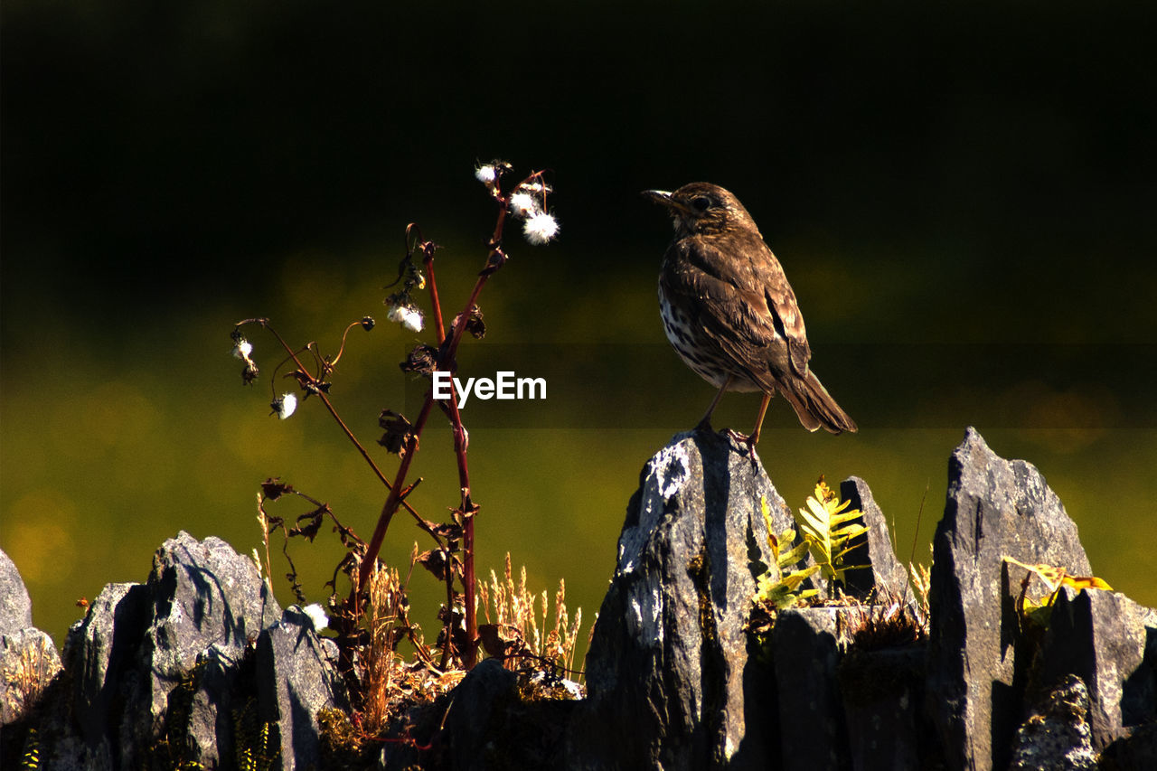 Rear view of thrush perching on rock