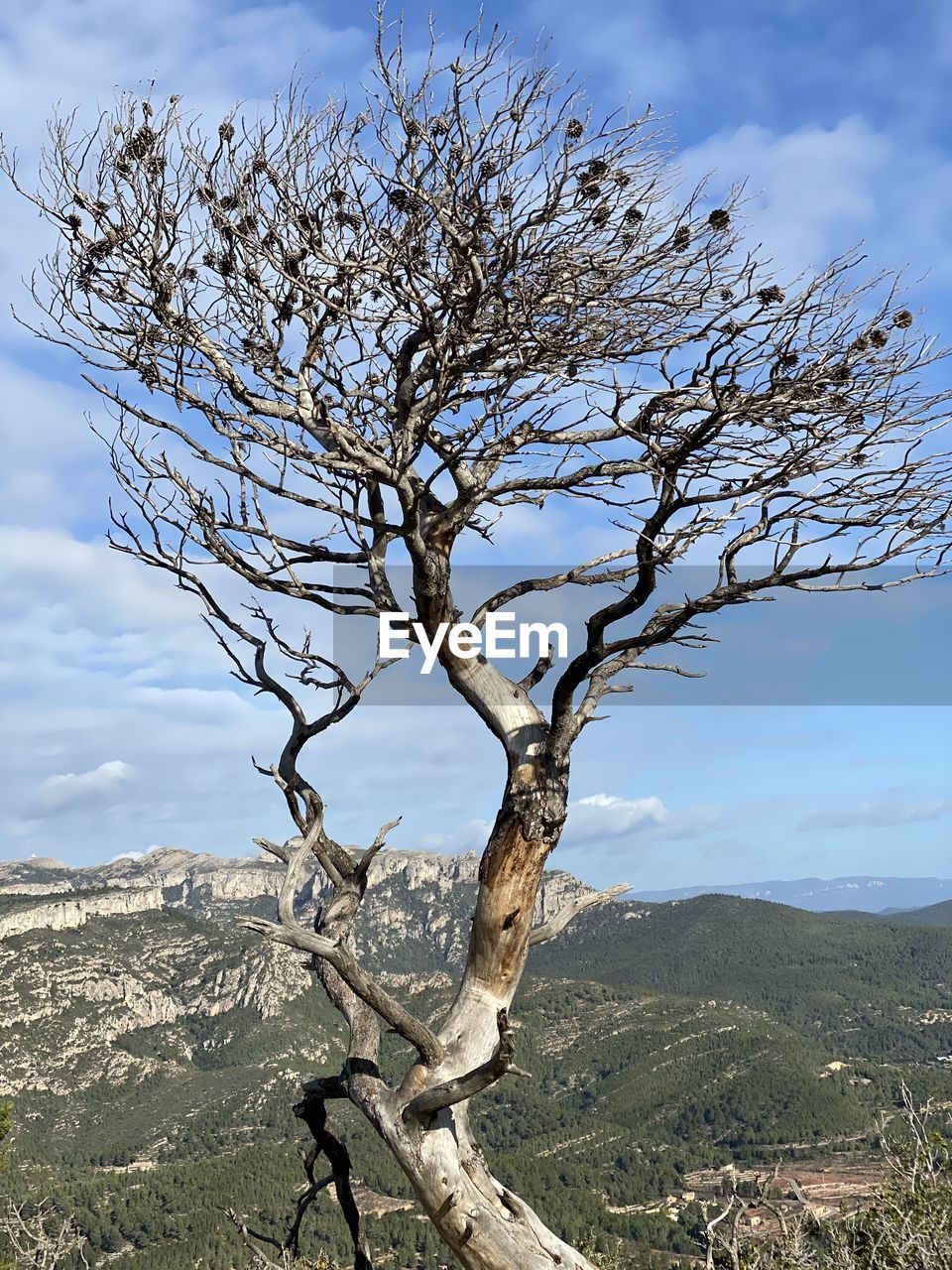 Bare tree by mountain against sky