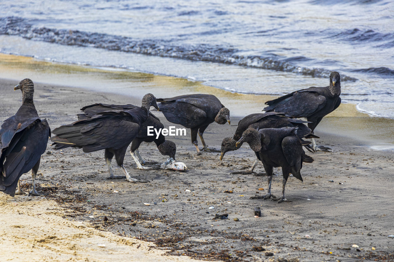 Tropical black vultures eat fish carcass rio de janeiro brazil.