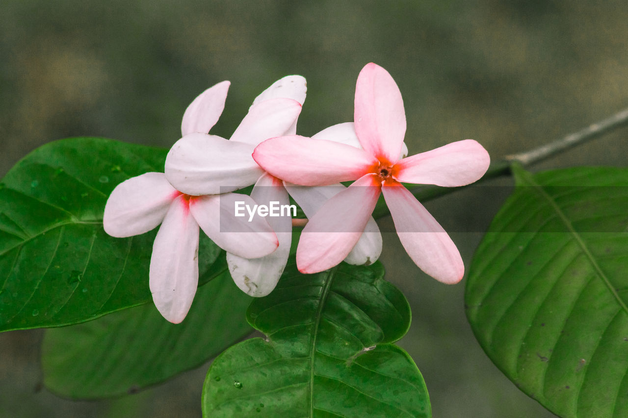 leaf, plant, flower, plant part, flowering plant, freshness, beauty in nature, close-up, pink, nature, petal, fragility, blossom, inflorescence, flower head, growth, green, no people, shrub, outdoors, springtime, macro photography, botany, focus on foreground, water, day