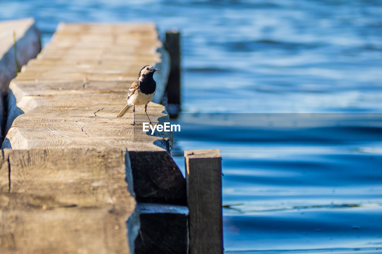 Bird perching on wooden post