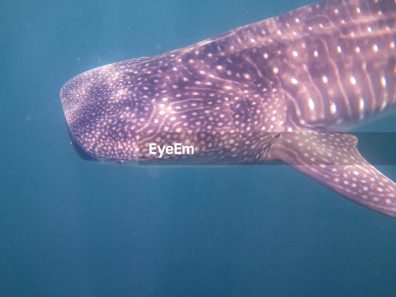 CLOSE-UP OF FISH UNDERWATER